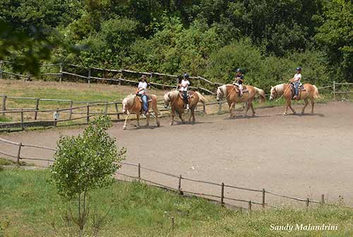 Campo WWF